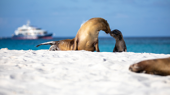 Sea Lions, Galapagos