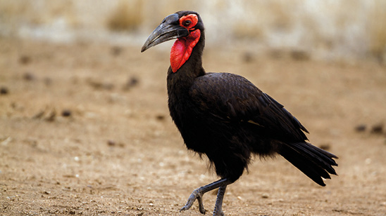 Southern ground hornbill in Kruger national park, South Africa