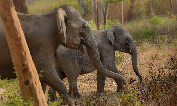Indian elephants