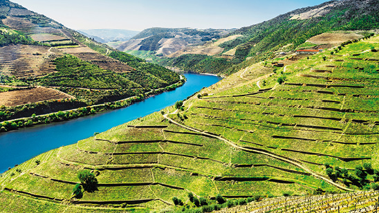 Douro Valley. Vineyards and landscape near Pinhao town, Portugal