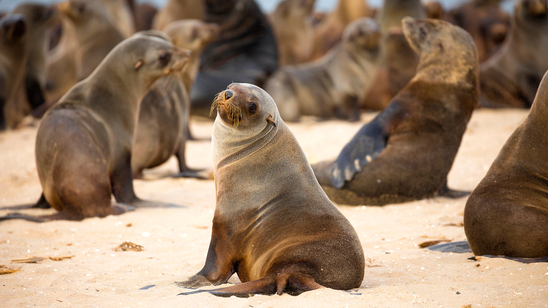 Seals basking on the sand at Walvis Bay, Namibia
