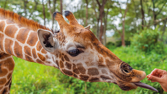 Close up from a Giraffe being hand fed at the Giraffe Centre Nairobi, Kenya