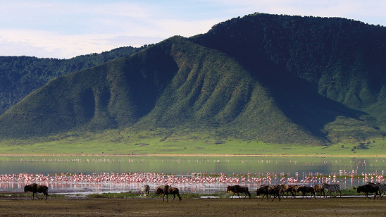 Zebras, flamingoes and wildebeests in the Ngorongoro Crater, Tanzania