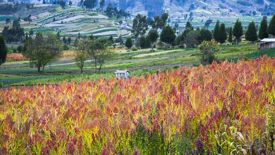 Fields of quinoa near Riobamba in Ecuador