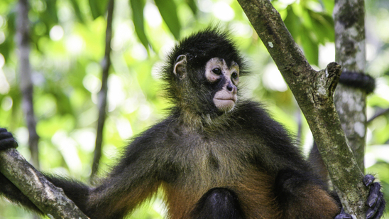 Spider monkey