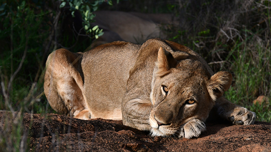 Qwabi Private Game Reserve