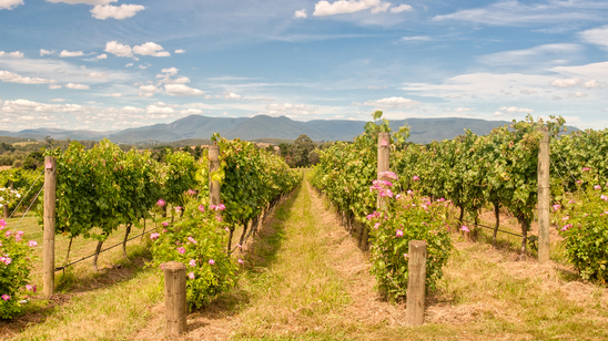 Rows of vines in a Yarra Valley vineyard - Yarra Glen, Victoria, Australia