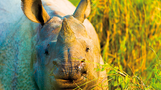Rhino, Chitwan National Park