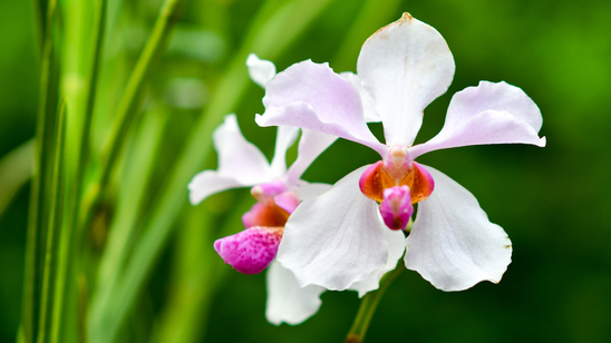 The National Orchid Garden, Singapore