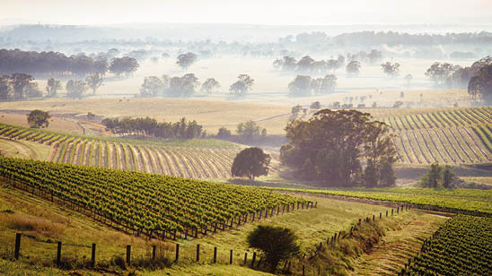 Sunrise over Hunter Valley vineyards, New south Wales, Australia