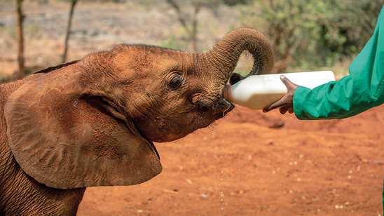 Orphaned baby Elephant feeds from bottle at David Sheldrick Wildlife Trust, Kenya