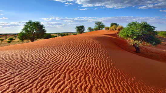 Beautiful landscape in Kalahari with big red dune and bright colours at sunset time, Kalahari Desert, Namibia, Africa