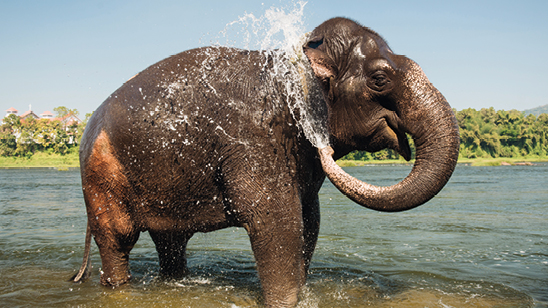 Elephant bathing on southern banks of the periyar river at Kodanad training center, Kerala, India