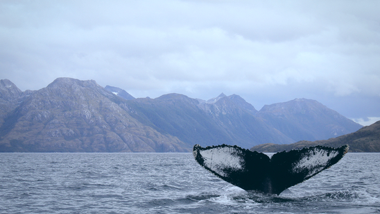 Humpback whale tail, Strait of Magellan