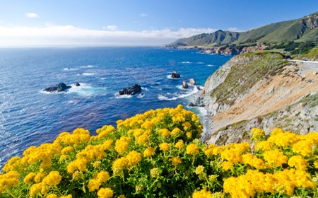 Yellow flowers bloom on the cliffs along California&s scenic State Route 1