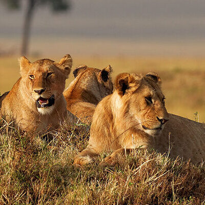 Kenya Tracks and Trails