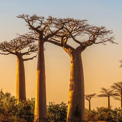 Madagascar – Land of the Lemur